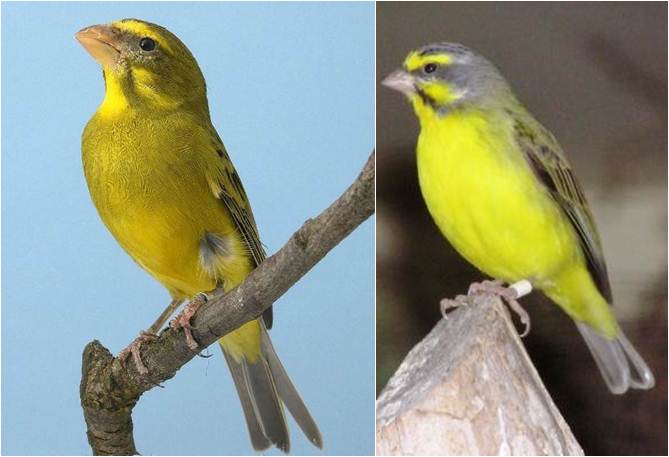 Cara Menangkar Burung Mozambik Di Sangkar Gantung Om Kicau