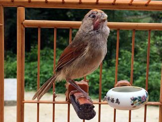 Burung huang teng yang popular diChina sebagai burung kicauan dan burung aduan