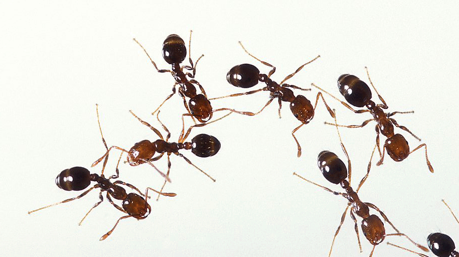 Mencegah semut di sangkar burung