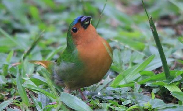 Bondol-hijau Dada-merah atau Tawny-breasted Parrot-finch (Erythrura hyperythra)