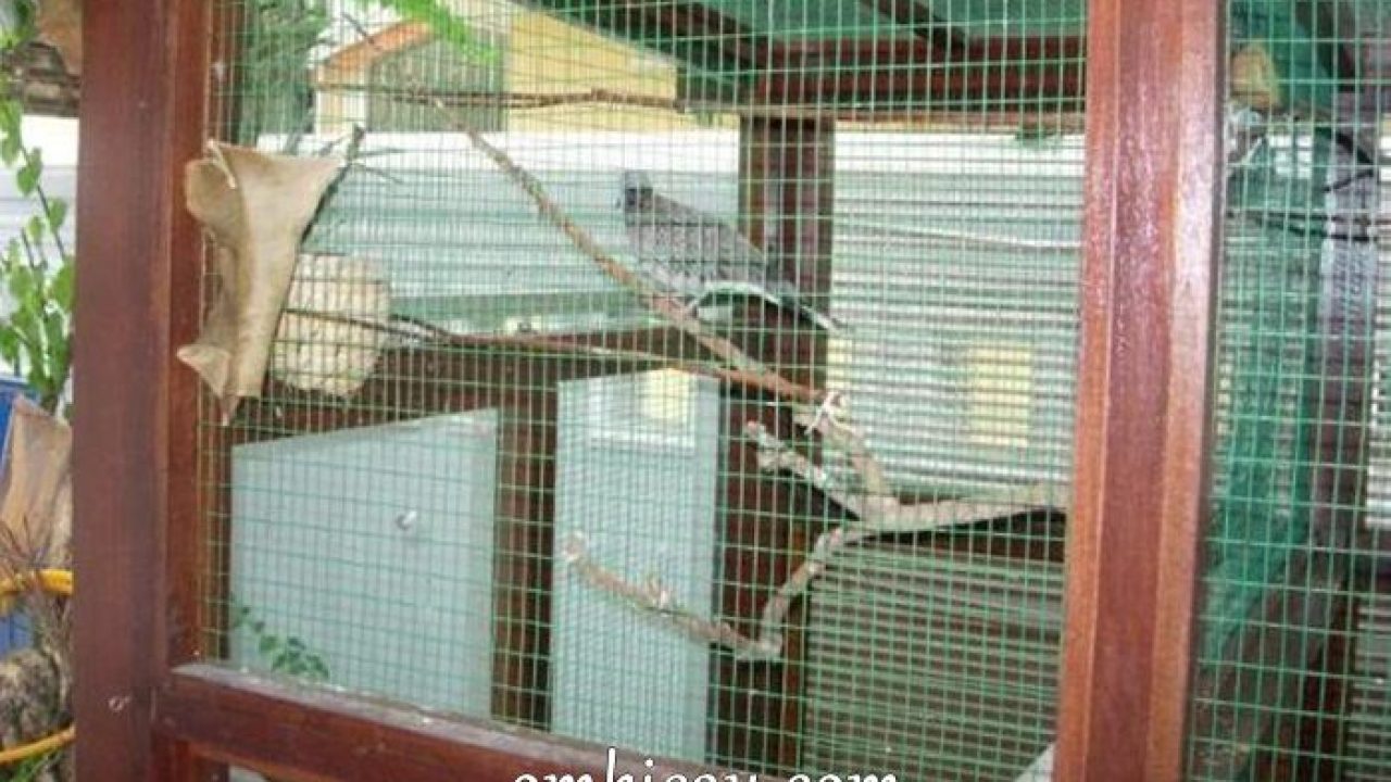 Cara Aman Menangkap Burung Dari Kandang Aviary Om Kicau