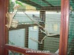 Burung dalam kandang aviary