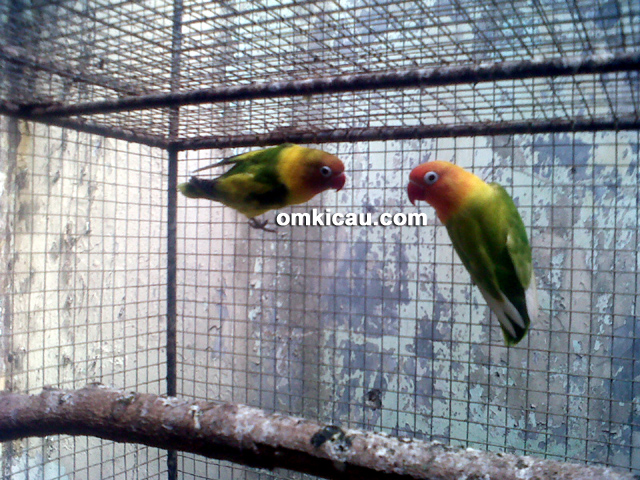 Arief Adi Bird Farm Pati