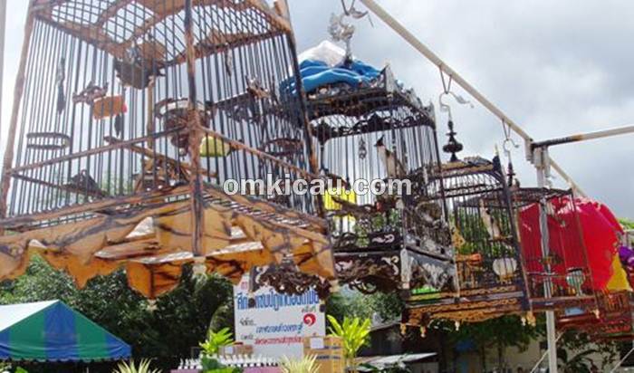 Merbah jambul sebagai burung lomba