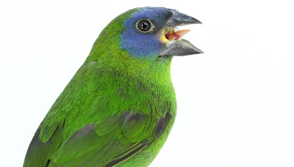  Kelompok burung dari bondol hijau atau parrot finch cukup dikenal di kalangan penggemar burung finch