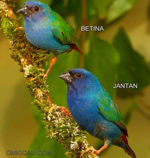Bondol-hijau Triwarna atau Tricoloured Parrot-finch (Erythrura tricolor)