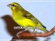 download suara kicauan burung mozambik
