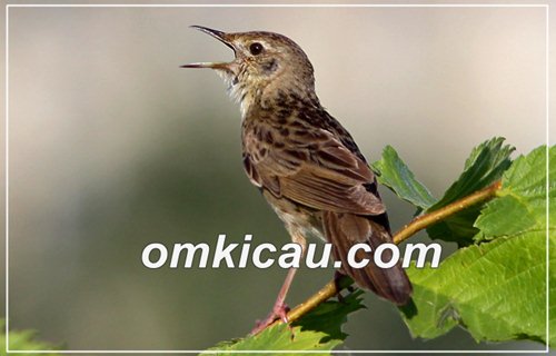 burung suara belalang