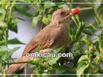 cabai untuk burung