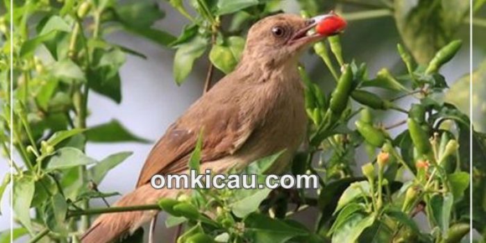 cabai untuk burung