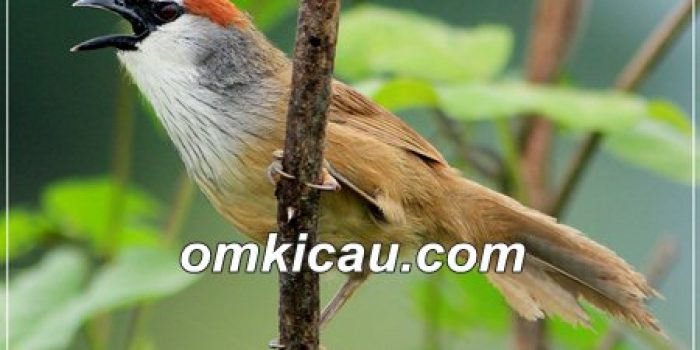 burung kaso kaso atau kidangan