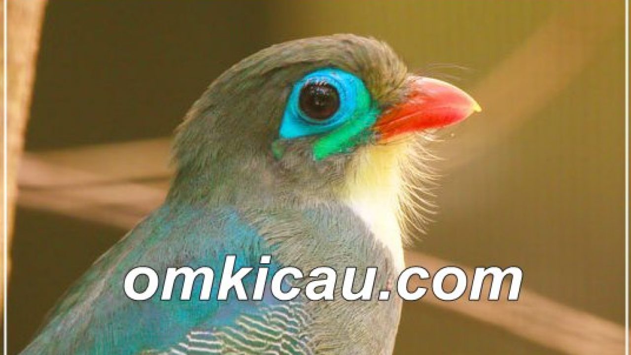 Bulu bagian sayap dan punggung pada burung luntur sumatera berwarna