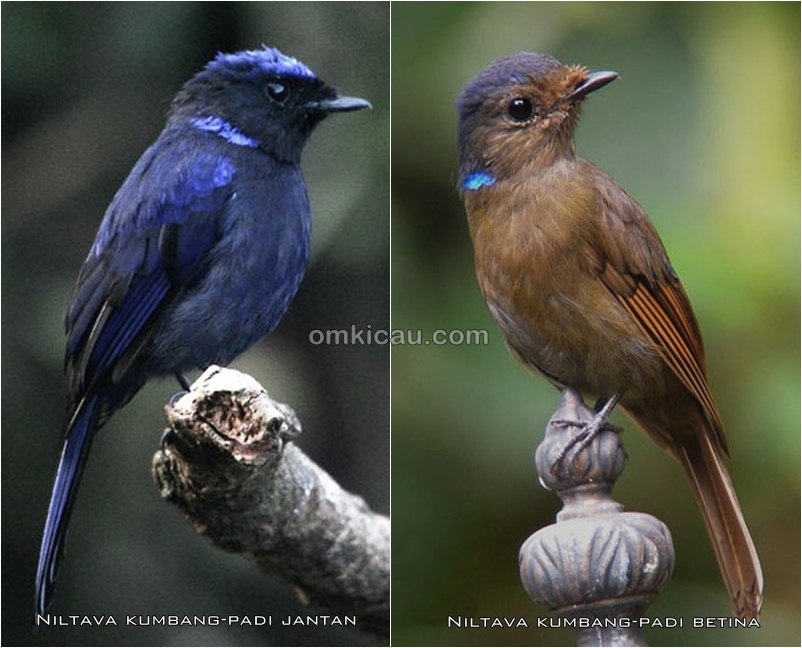 13++ Cara membedakan burung selendang biru jantan dan betina terupdate