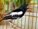 Omkicau.com - Referensi Hobi Burung Indonesia Terpercaya