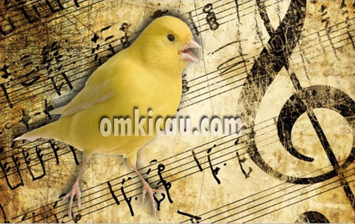 Kombinasi suara kenari dengan suara musik