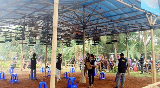 Latber Cidebog - kelas kenari