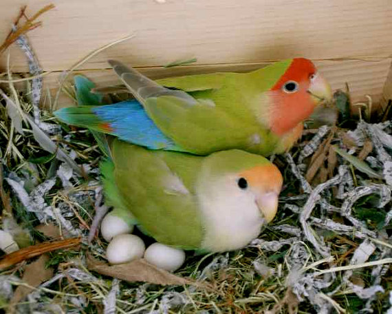 Beberapa penyebab induk  lovebird sembunyikan telur 