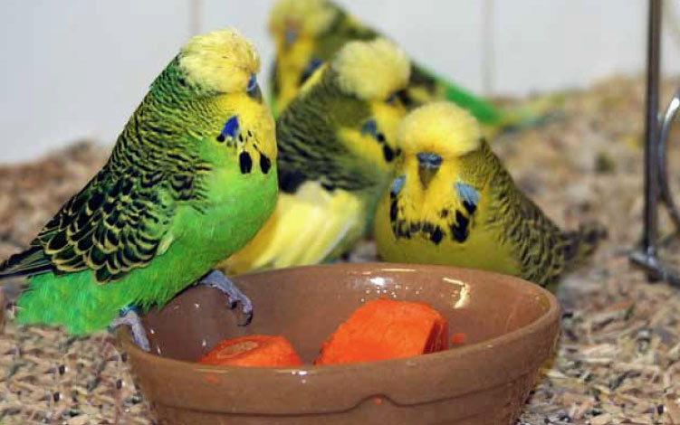 burung pemakan bijian