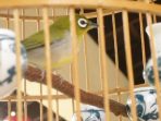 cara membersihkan tempat makan dan minum burung