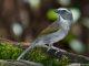 Buff-throated saltator atau Trinca ferro burung peliharaan favorit di Brazil
