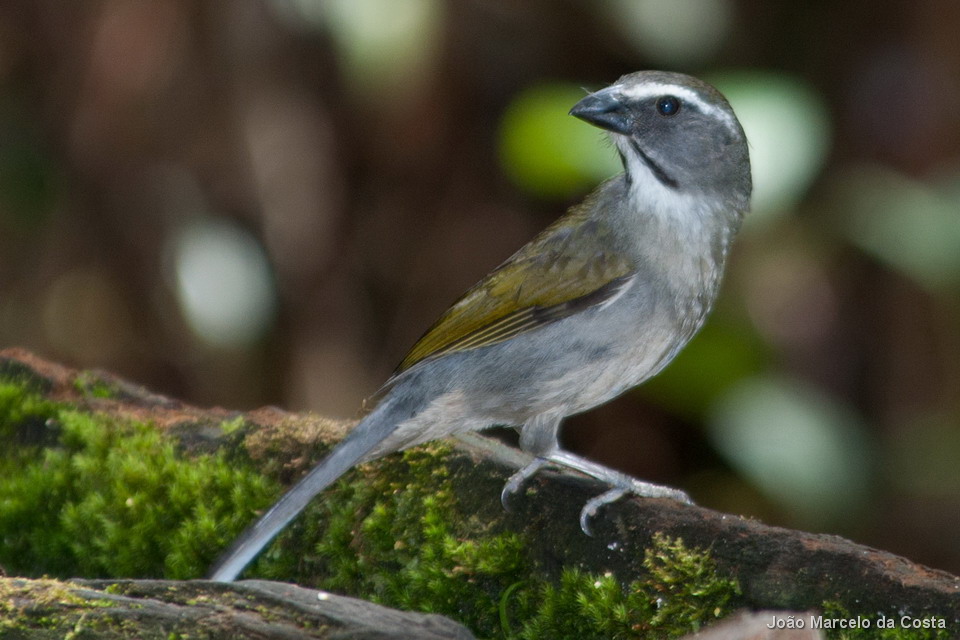 Buff-throated saltator atau Trinca ferro burung peliharaan favorit di Brazil