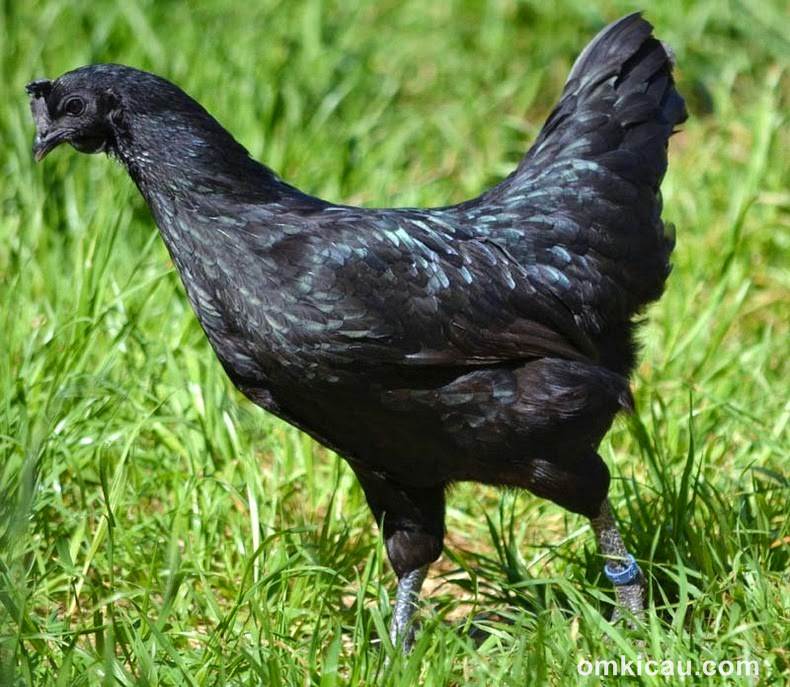 Suara Ayam  Hutan  Hijau  Jantan  Mp3 Berbagai Suara