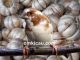 Khasiat bawang putih bagi burung peliharaan