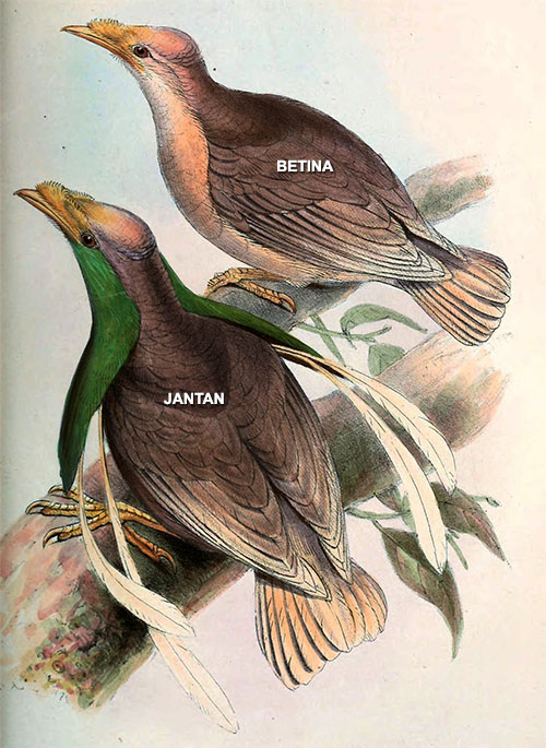 Burung bidadari halmahera (Semioptera wallacii)