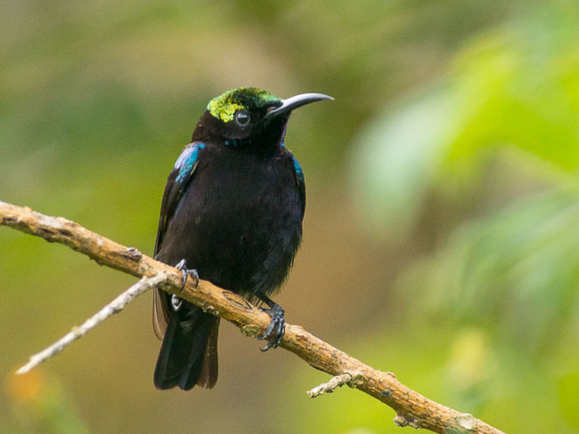 46+ Gambar burung kolibri black sunbird terbaru