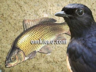 Tepung ikan untuk berbagai jenis burung peliharaan