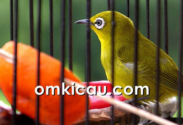  Buah  dan sayuran yang bermanfaat bagi burung pleci OM KICAU