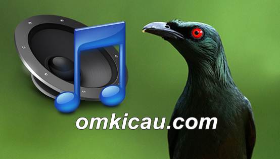 Download aneka  suara  burung cucak keling untuk masteran 