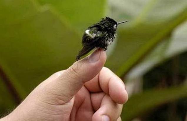 Bee hummingbird burung paling kecil di seluruh dunia