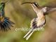 Burung kolibri paruh panjang yang mengusir kolibri lain