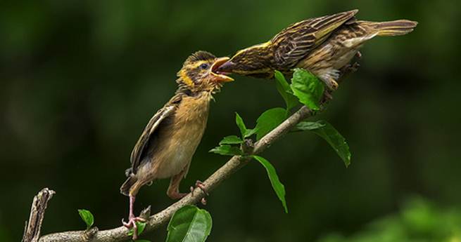 Perawatan Dan Pemasteran Burung Manyar Agar Tampil Maksimal | OM KICAU