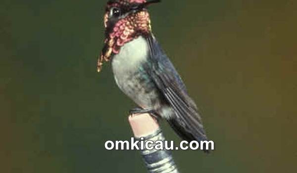 bee hummingbird