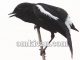 Burung decu ( Saxicola caprata )