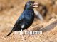 Village indigo burung parasit bersuara merdu