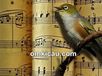 Pengaruh musik klasik terhadap burung peliharaan
