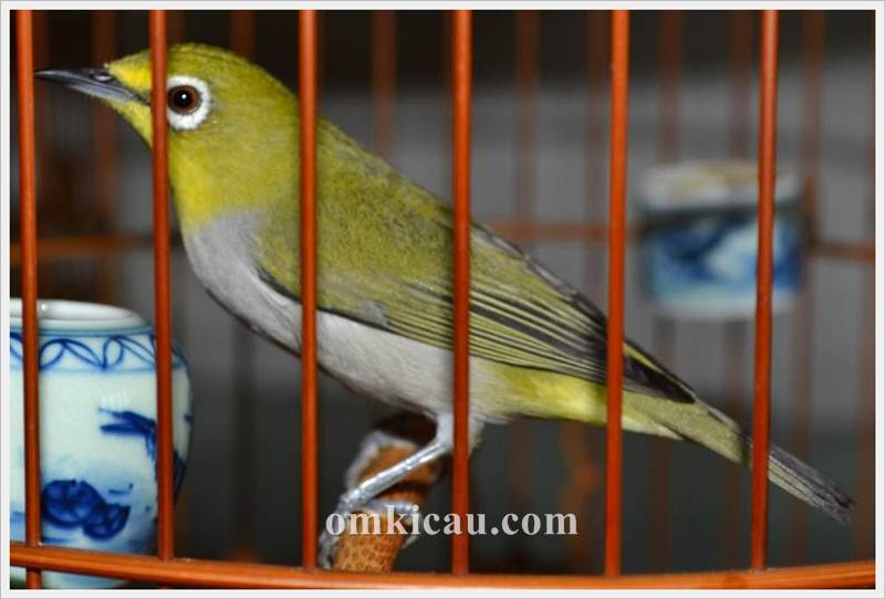 Perlakuan dan perawatan khusus yang diterapkan pada burung pleci bisa menjadikan pleci memiliki karakter dan mental yang baik dan tampil maksimal