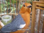 Burung anis merah yang bisa tampl maksimal jika dberikan perawatan yang tepat