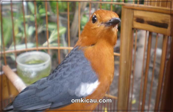 Burung anis merah yang bisa tampl maksimal jika dberikan perawatan yang tepat