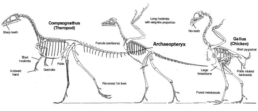 Evolusi burung