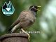 Burung jalak nias yang dianggap memiliki suara yang lebih kencang dan pintar meniru suara manusia, download suaranya di sini