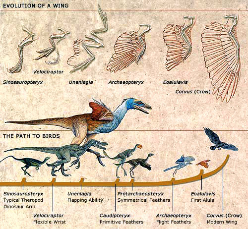 Evolusi burung