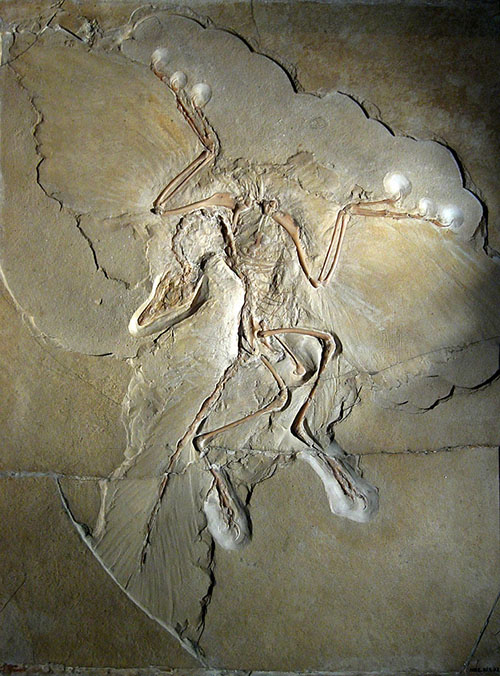Fosil Archaeopteryx 