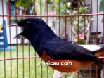 Murai batu Hecker