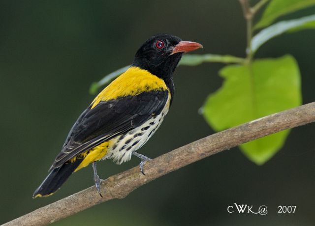 Foto Dan Suara Beragam Jenis Burung Kepudang Indonesia Laman 5 Om Kicau