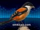 Download kombinasi suara masteran favorit untuk burung cendet