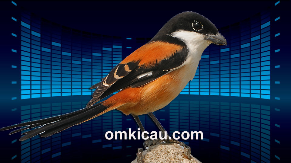 Download kombinasi suara masteran favorit untuk burung cendet